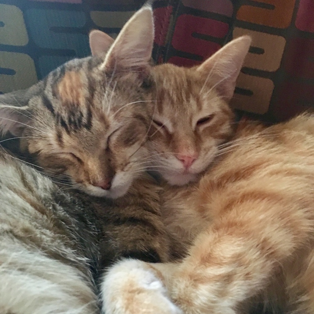 Meet your Posher, Anya